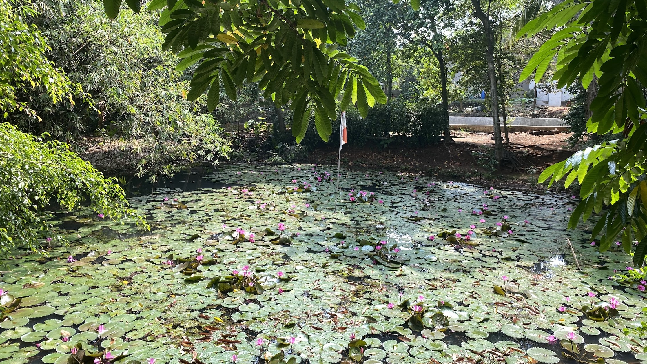 A fish pond behind my home